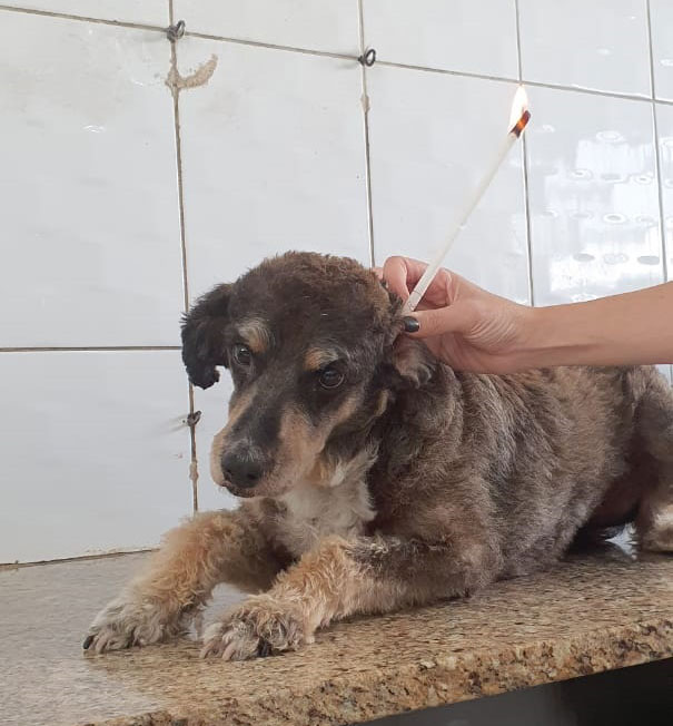 Bia tecnica cone hindu ouvido Hovet São Pedro