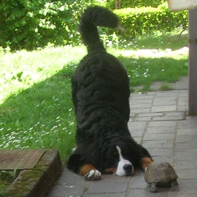 Diferença entre animais domestivos e animais silvestres hovet São Pedro 1