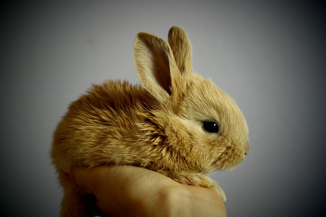 Hospital Veterinário São Pedro cuidados com coelhos