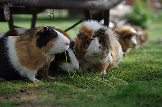 Animais Silvestres Hospital Veterinário São Pedro 4