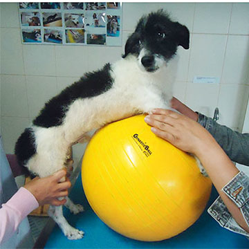 Hospital veterinário São Pedro fisioterapia após cirurgia ortopédica