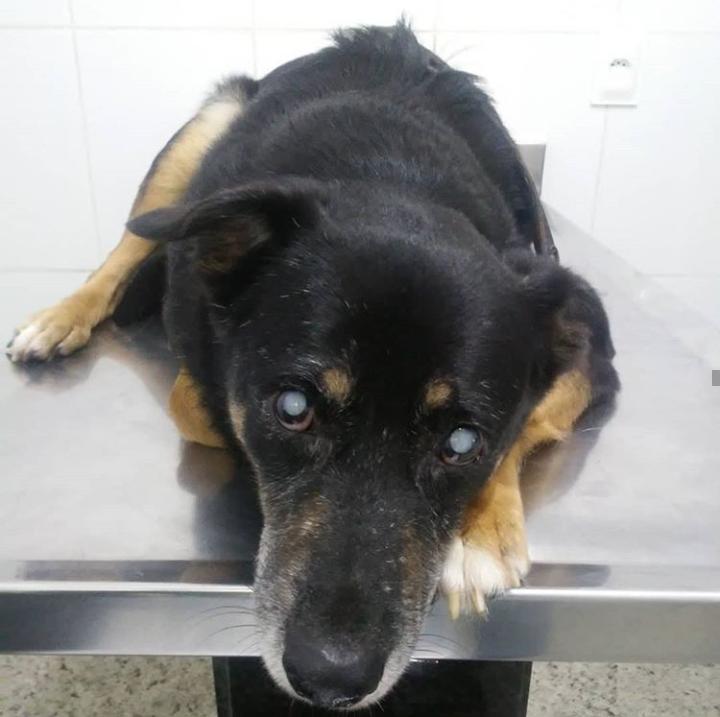 Dugue paciente Hospital Veterinário São Pedro