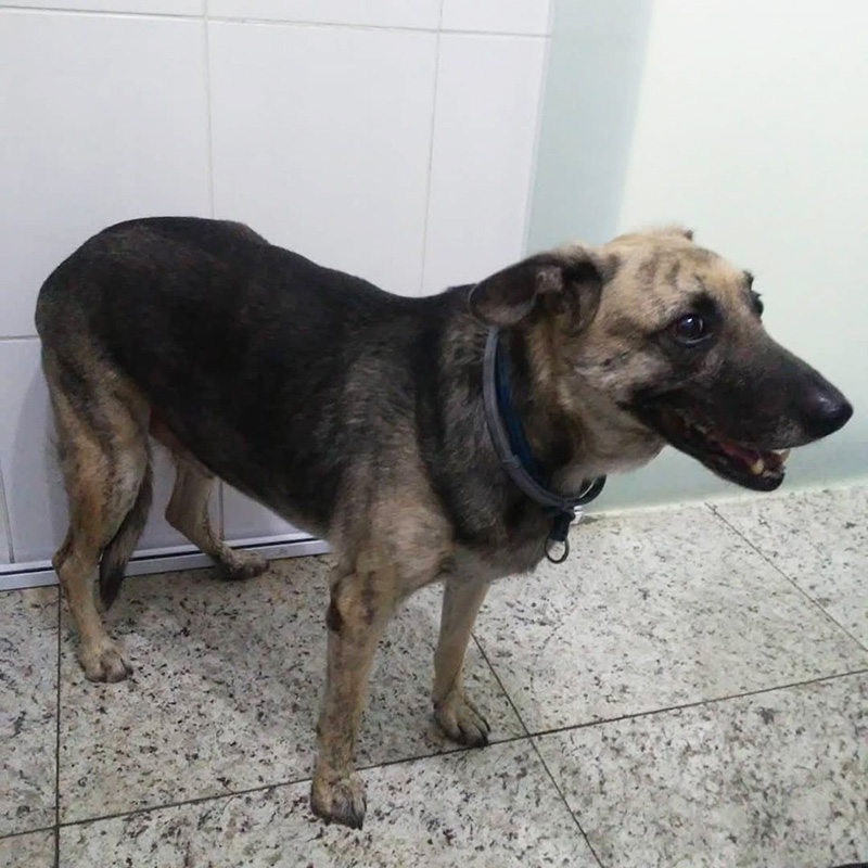 Hipotireoidismo canino Hommer Hospital Veterinário São Pedro