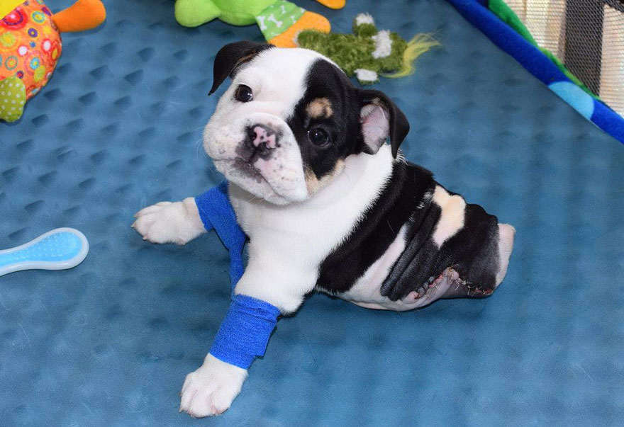 Sindrome do Cão Nadador Hospital Veterinário São Pedro 3