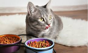 Comida para gatos hospital veterinario sao pedro