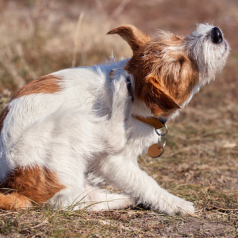 images/Eventos_noticias/HovetSaoPedro-hovet-saopedro-veterinario-vet-coceira-vermelhidao-cachorrococando-alergia-alergiapet.jpg