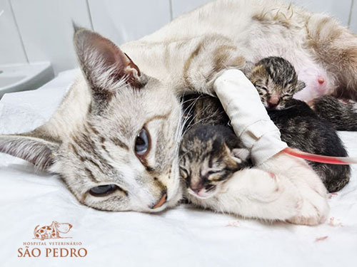 Maternidade em felinos Hovet São Pedro