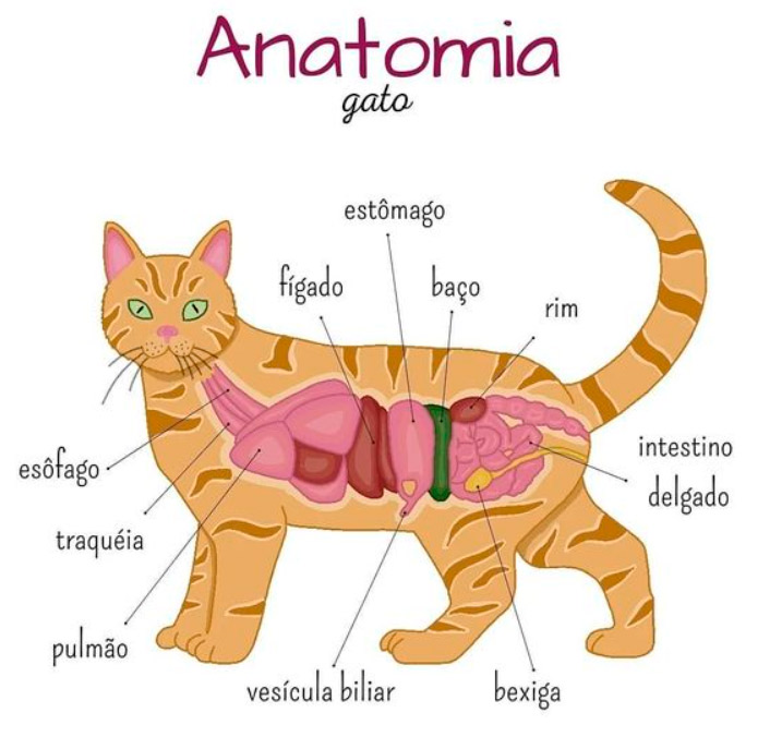 hovetossaopedro hovet anatomaifelina gatinho consultagato vomitogato gatinhoruim