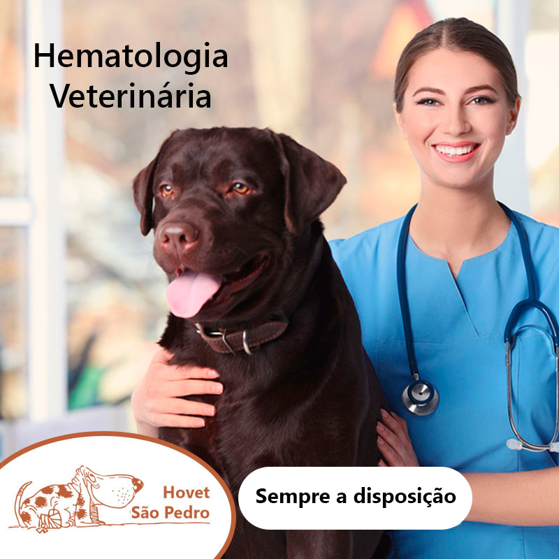 Animais Silvestres Hospital Veterinário São Pedromini pig coelhos