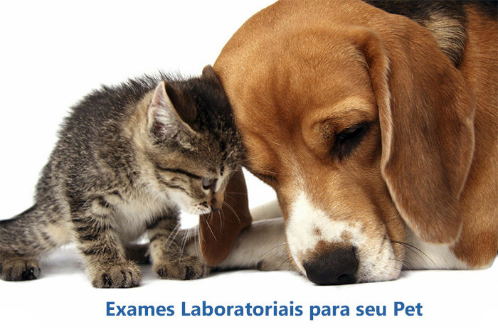 Hovet Sao Pedro exames laboratoriais veterinários
