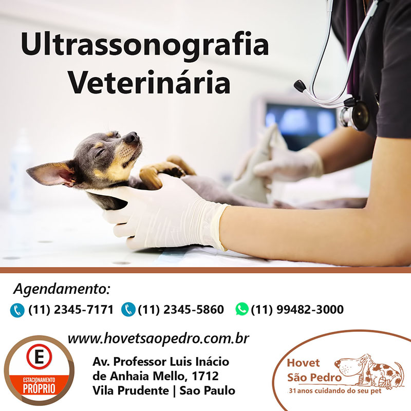 Ultrassom Hospital Veterinário São Pedro 3 novos horários 4