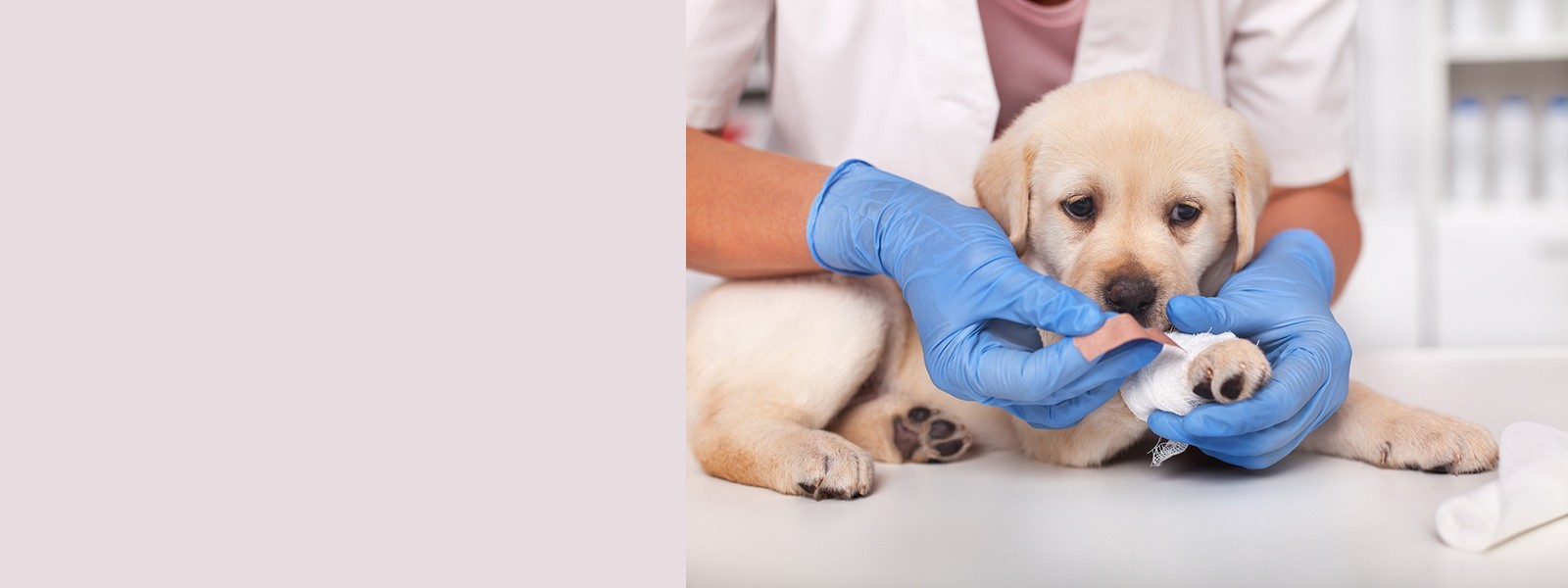 Emergências, consultas, cirurgias, reabilitação animal. Agende uma consulta com o veterinário especialista.